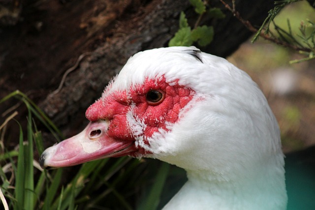 阿夫迪亚空砍37分，马刺115-102击败开拓者，福克斯37分率队稳居西部第五